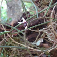 Luisia tenuifolia Blume